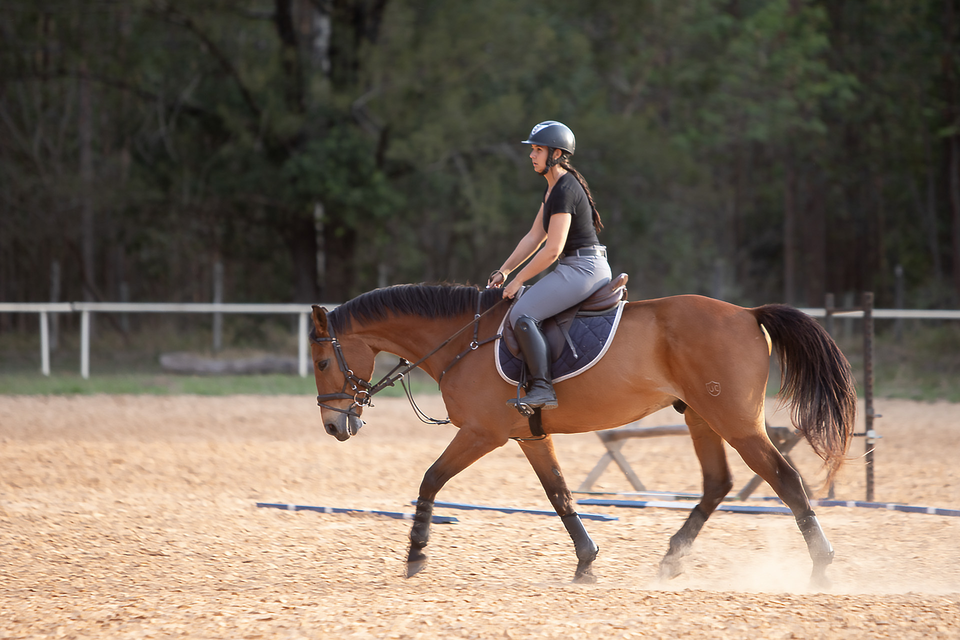 Template Horse #05 - Image 2