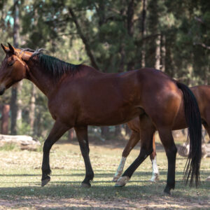Template Horse #04