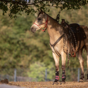 Template Horse #05