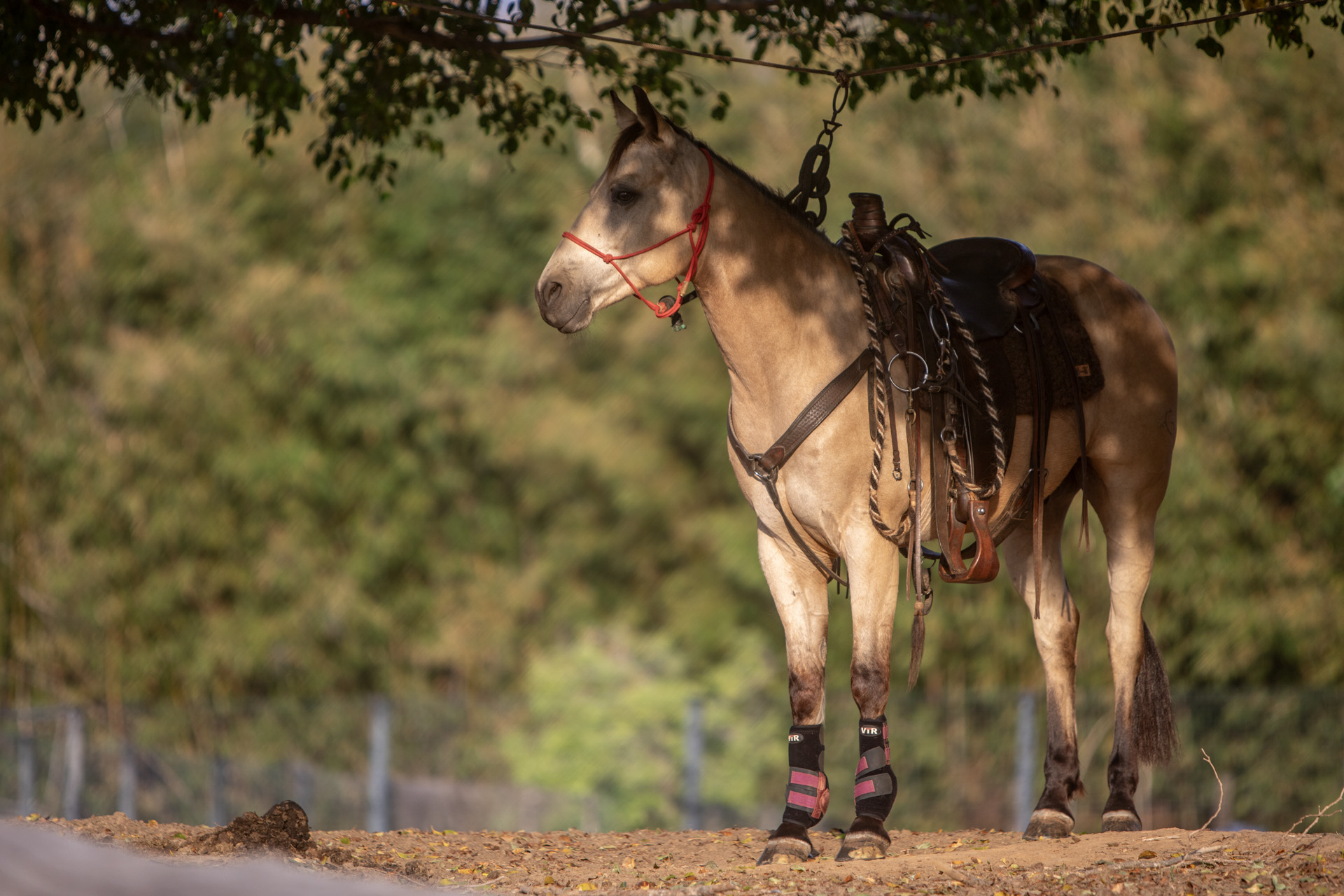 Template Horse #05
