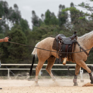 Template Horse #03